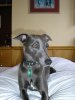 260505_josie_on_the_bed.jpg