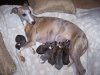 puppies_at_a_week_old_001_1152x864.jpg