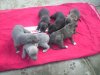 puppies_small1.jpg