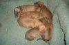 pups_pic_1.JPG