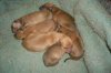 pups_pic_2.JPG