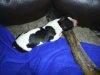 GAZZA_s_New_Puppy_Cooper_018.jpg