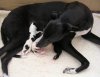 pups_11th_Aug_2011_016.jpg