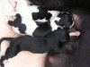 pups_11th_Aug_2011_023.jpg