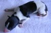 pups_11th_Aug_2011_006.jpg