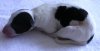 pups_11th_Aug_2011_003.jpg