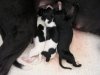 pups_11th_Aug_2011_022.jpg