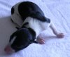 pups_11th_Aug_2011_008.jpg