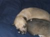 pups3_007.JPG