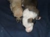 pups3_008.JPG