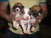 pups_036.JPG