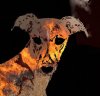 K9_Flame_wildfire_Overlay_12_31_06.jpg