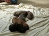 pup2 (1) 640x480.jpg