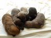 pup3 (1) 640x480.jpg