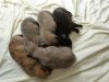 pup4 (2) 640x480.jpg