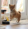 shiba.jpg