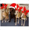 christmas whippets.JPG