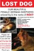 LOST_DOG_-ROXY.jpg LOST_DOG_-ROXY.jpg