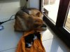 Roxy lying.jpg