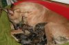 Lottie &amp; Gazza's Puppies a few hours old.JPG