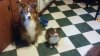 kenny the red australian shepherd and clone.jpg