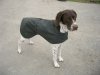 Challenger cotton modelled Pointer.JPG