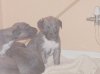 lurcher_pups_001_redux.jpg