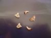 Resized_kirkcaldy_005.jpg