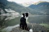 Dog-Friendly-Cottages-Cumbria.jpeg