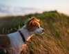 Dog Friendly Cottages with Sea Views.jpg