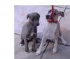 pups_july_31st_003_t.JPG