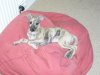 010905_lola_on_the_beanbag.jpg