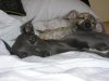 0508_lola_and_josie_on_the_bed.jpg