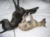 020905_lola_and_josie_asleep_on_the_bed.jpg