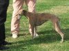 Brindle_2nd_K9_2.jpg