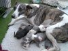 Nevedith_Kfa_litter_with_Mum_Nuts_in_May_12_Oct_2004.jpg