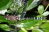 1309dragonfly_004.jpg