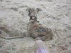 021005_lola_camoflage_in_the_sand.jpg