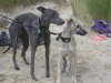 021005_two_dogs_in_the_dunes_close_up.jpg