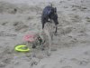 021005_two_dogs_and_frisbees.jpg