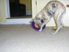 061005_lola_eating_frisbee.jpg