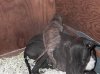 Pups_Oct_26_05_006.jpg