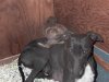 Pups_Oct_26_05_007.jpg