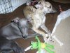 211005_kushi_and_lola_with_frog_toy.jpg