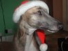 Santa_Dogs_1_Oscar.jpg