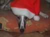 santA_DOG_3_KOBI.jpg