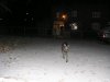 291205_josie_trots_in_the_snow_at_night.jpg