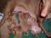 4th_February_06_pups_2_weeks_old_018.jpg