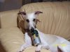 boozy_whippet.JPG