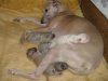 2006_0223Pups0076.JPG